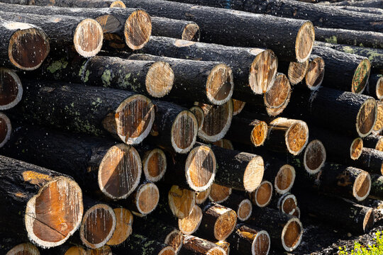 Cut Pine logs in a pile stack