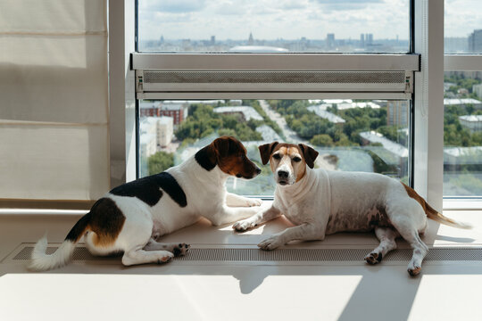 Peaceful Moments Shared by Dogs in a Cozy Urban Setting