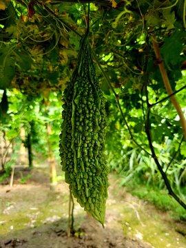 Huge bitter gourd fruit bearing plant looks great,Momordica charantia (commonly called bitter melon, cerassee, goya, bitter apple, bitter squash, balsam-pear, karavila 