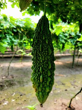 Huge bitter gourd fruit bearing plant looks great,Momordica charantia (commonly called bitter melon, cerassee, goya, bitter apple, bitter squash, balsam-pear, karavila 