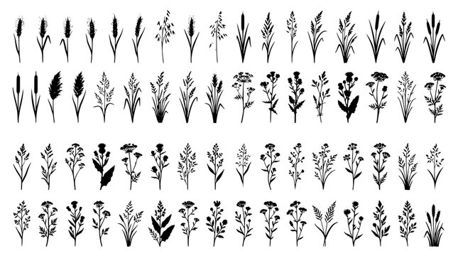 Black silhouette collection of wild grasses flowers and botanical elements