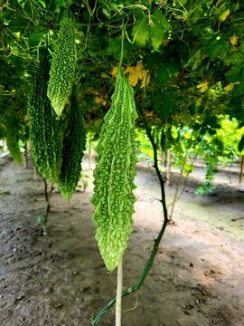 Huge bitter gourd fruit bearing plant looks great,Momordica charantia (commonly called bitter melon, cerassee, goya, bitter apple, bitter squash, balsam-pear, karavila 