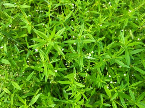 Scleromitrion diffusum, synonyms including Hedyotis diffusa, is a species of flowering plant in the family Rubiaceae
