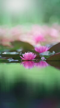 Pink lotus flower or water lily reflected on the water surface of a pond. Shallow depth of field. Slowmotion
