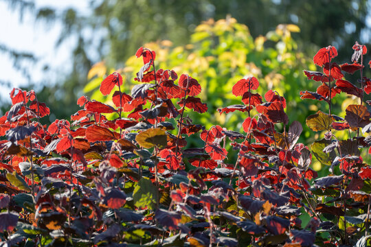 Red and deep purple hazel leaves glow against a softly blurred green garden. The ornamental shrub is Corylus maxima Purpurea.