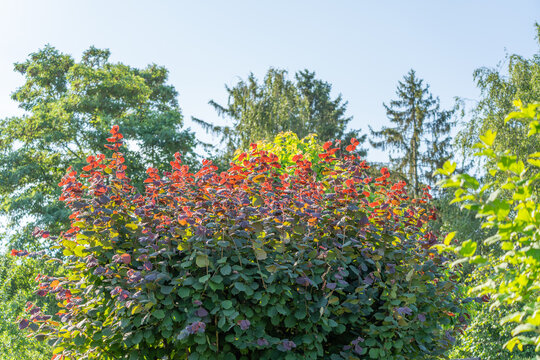 A dense purple leaf hazel shrub displays red and burgundy foliage in strong sunlight. The ornamental plant is Corylus maxima Purpurea.