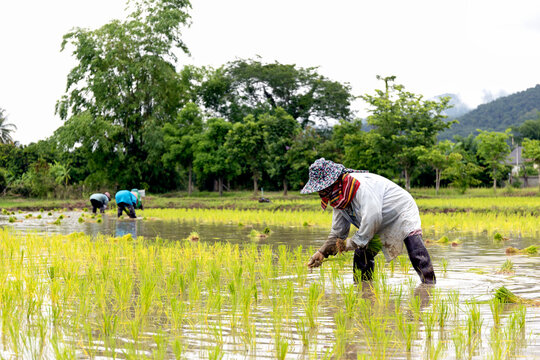 Farmer Transplanting Rice Seedlings in Flooded Paddy Field During Planting Season
