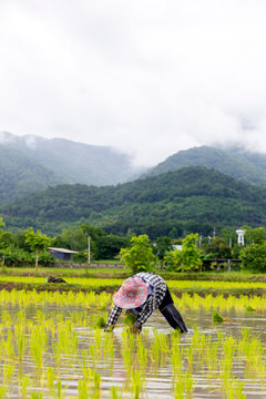 Farmer Transplanting Rice Seedlings in Flooded Paddy Field During Planting Season