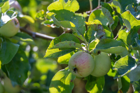 Two pale green apples hang together beneath sunlit leaves on a garden branch. The cultivated fruit tree is apple Malus domestica.