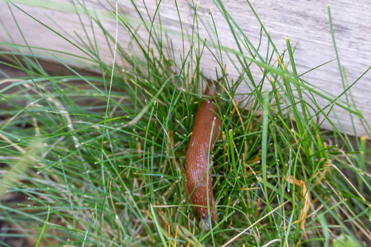 A reddish brown slug, likely Spanish slug Arion vulgaris, crawls through green grass. The close view shows its moist textured body beside weathered wood.
