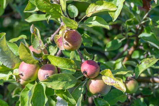 Ripening apples grow among dense leaves on an apple tree, Malus domestica. Sunlight reveals red and green tones across the developing fruit.