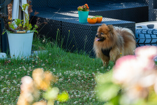An orange Pomeranian stands among white clover, Trifolium repens, in a garden. Patio furniture and blurred flowers create a colorful summer setting.