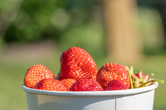 Ripe strawberries from Fragaria ananassa plants fill a white paper cup. The close view shows glossy red fruit against a softly blurred summer garden.