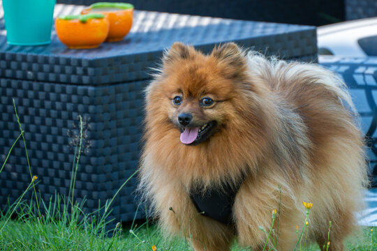 A happy orange Pomeranian poses with its tongue out beside a garden patio. The close portrait highlights its thick coat, bright eyes and black harness.