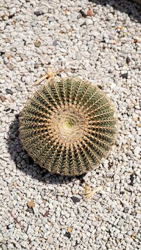Round Desert Cactus with Spines on Pebble Surface in Natural Environment