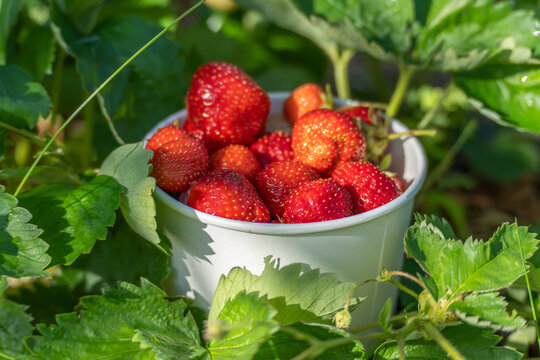 Fresh strawberries from cultivated strawberry plants, Fragaria ananassa, fill a paper cup. Sunlit green leaves surround the ripe red summer fruit.