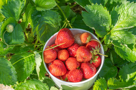 A top view shows ripe strawberries in a paper cup among Fragaria ananassa leaves. The colorful harvest includes red fruit and a few pale berries.