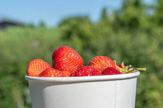 Ripe strawberries from Fragaria ananassa plants fill a white paper cup. Bright sunlight highlights the red fruit against a soft green field.