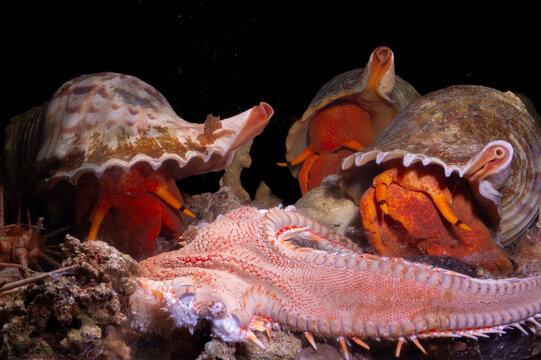 Three 3 Triton&acute;s Horn, Trumpet Shell, Atlantic triton (Charonia lampas - Charonia variegata) chasing a starfish (Astropecten aranciacus) Argentiera. Sardinia, Italy, mediterranean sea 