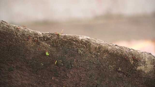 Leafcutter ants carrying pieces of bright green leaves along a rustic, textured brown tree trunk or large root in a natural environment.