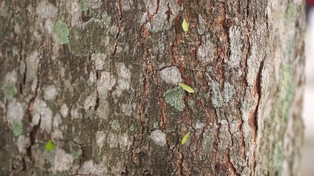 Macro view of leafcutter ants crawling on a rough, textured tree root or trunk bark, carrying tiny green leaf pieces in a tropical forest ecosystem.