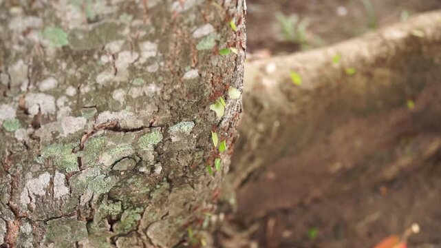 Macro view of leafcutter ants crawling on a rough, textured tree root or trunk bark, carrying tiny green leaf pieces in a tropical forest ecosystem.