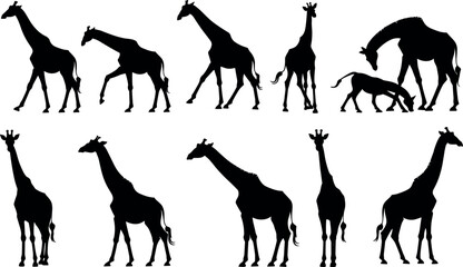 Giraffe silhouettes vector set, African safari wild animal black shapes collection isolated on white background © Mst