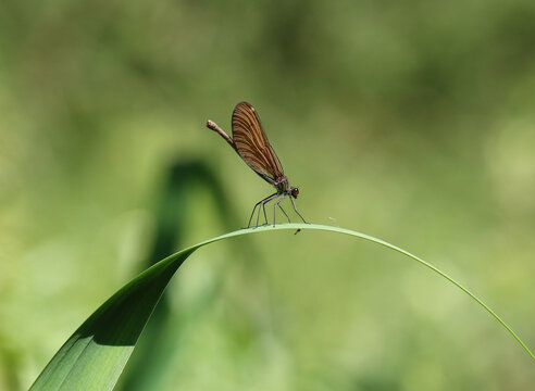 Blaufl&uuml;gel-Prachtlibelle - Beautiful Demoiselle
