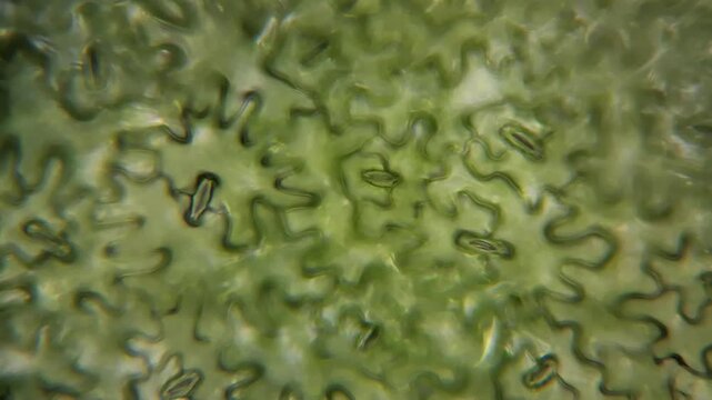 Plant biology microscopy footage of leaf tissue and stoma cells 