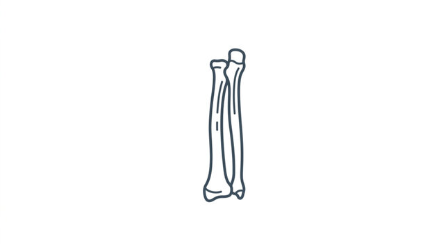 Human Arm Bones Illustration Simple Line Drawing.