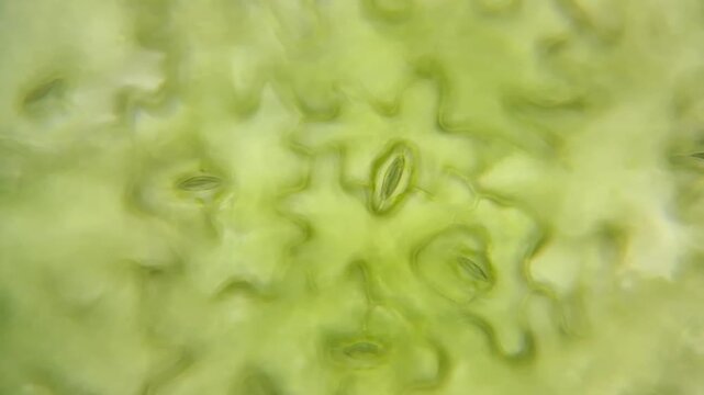Plant biology microscopy footage of leaf tissue and stoma cells 