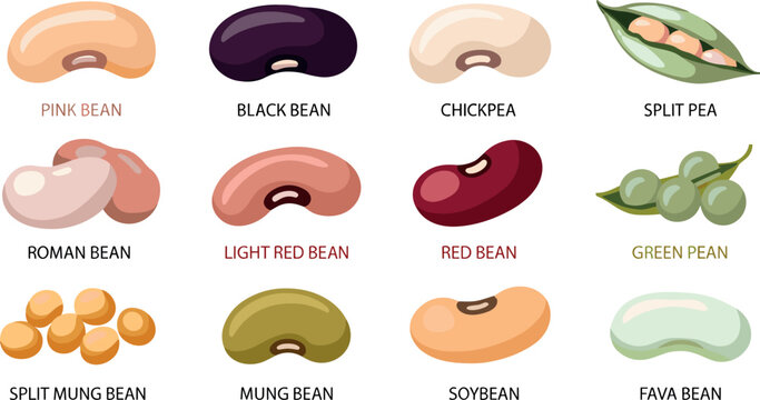 Legumes and beans types set vector illustration with black bean chickpea mung bean and soybean