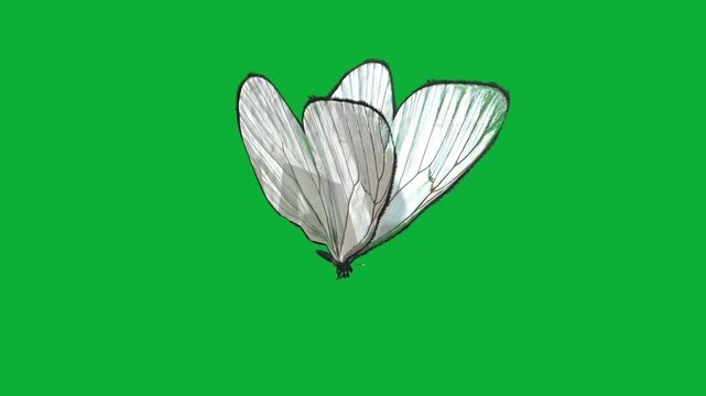 Animated white butterfly flapping wings and flying against a green screen background in a seamless loop