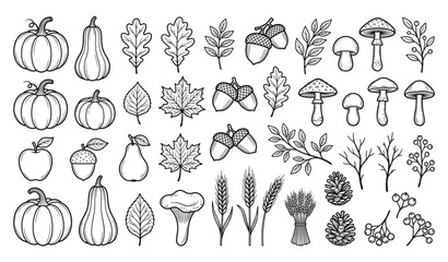 Autumn Line Art Collection with Pumpkins Leaves Fruits and Botanical Elements Vector © Mehedi