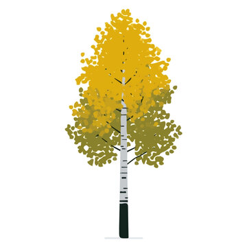Aspen Tree, simple flat 2D artwork with minimal details, isolated on a white background.