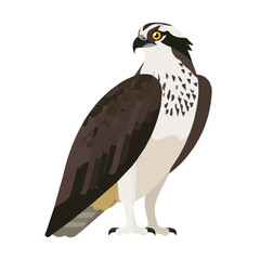 Obraz premium Osprey, clean flat 2D illustration with a minimal style, isolated on a white background.