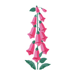 Foxglove Flower, clean flat 2D illustration with a minimal style, isolated on a white background. © Antoni