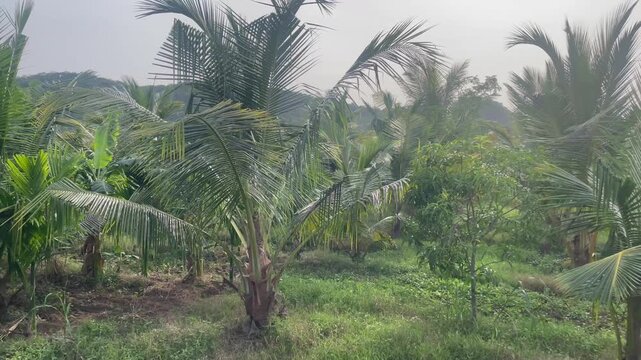 Tropical Palm Garden Landscape with mango trees and Lush Green Trees and Misty Nature View