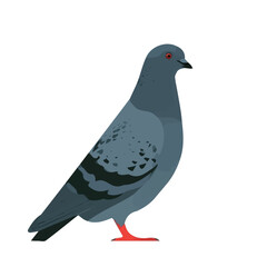 Obraz premium Simple flat 2D illustration of Pigeon, modern minimalist artwork, isolated on a white background.