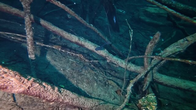Underwater view of small fish swimming around tangled tree branches in a freshwater cenote