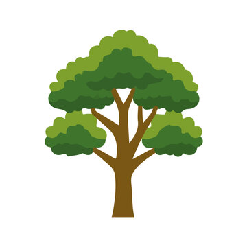 Hickory Tree, flat 2D graphic illustration in a modern minimal style, isolated on a white background.