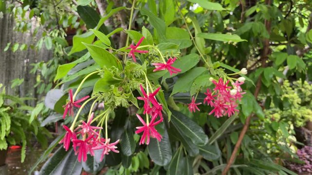Vibrant Pink Rangoon Creeper Flowers Over Tropical Garden Pond with Fish