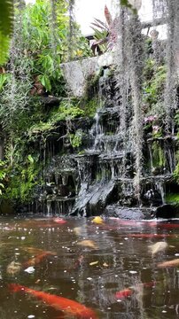 Tropical Garden Koi Pond with Serene Waterfall and Swimming Colorful Fish in Thailand