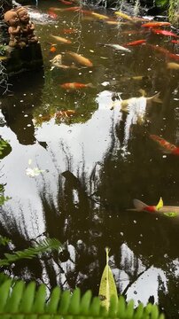 Vibrant Koi Fish Swimming in Scenic Garden Pond with Reflections