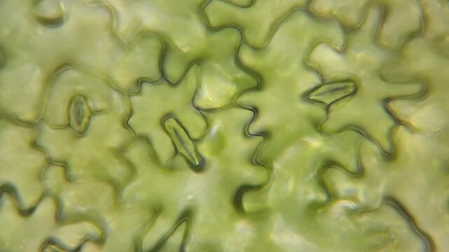 Plant biology microscopy footage of leaf tissue and stoma cells 