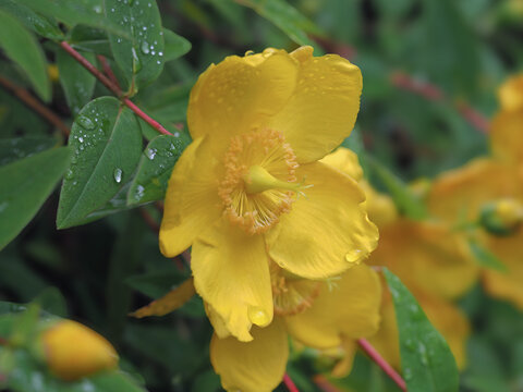 Closeup of a rose of Sharon flower, Hypericum calycinum