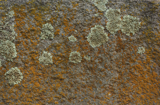 Close up of Historic Headstone in Rural East TX Cemetery