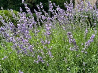 Obraz premium Beautiful lavender field. Purple flower background. Blooming Lavender Flowers. Blossom violet aromatic plants. Soft Focused Purple Lavender Flowers.