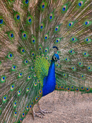 Obraz premium Peacock displaying fully fanned tail with perfect symmetry, vibrant blue, green and golden eye-patterned feathers creating a luxurious wildlife portrait for branding, design, premium decor. Vertical 