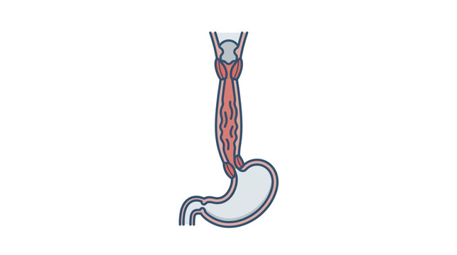 Human Digestive System Blood Vessel Diagram Illustration.